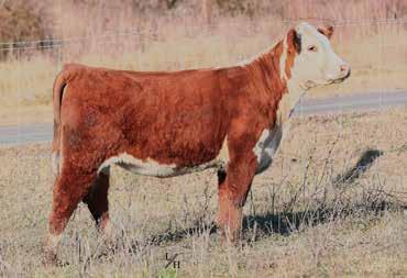 22; BMI$ 350; BII$ 430; CHB$ 98 This Fort Knox heifer will catch your eye. She is very laid back and easy going. She ll add depth and performance to your herd.