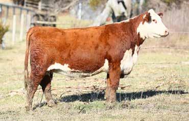 07; BMI$ 454; BII$ 524; CHB$ 110 This girl is one of our top 3-year-olds. We love her dam and her grandam is the great JLG Victra 163M 5628 donor at Mead Cattle. She should have a bright future.