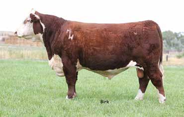 Bull 21 CHF LUCKY VICK 54E P43858816 Calved: 9/4/17 Tattoo: BE 54E NJW PMH 66X 156T LUX 206A ET {DLF,HYF,IEF} JG WCN VICTRA 17 2103 P43460921 NJW 78P 4037 LUXURY 66X ET {DLF,HYF,IEF} THM DURANGO 4037
