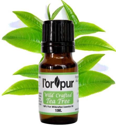 Wild Crafted Tea Tree Essential Oil U s e s & B e n e f i t s Tea tree oil (officially known as "melaleuca alternifolia") is derived from a shrub-like tree that is native to certain parts of