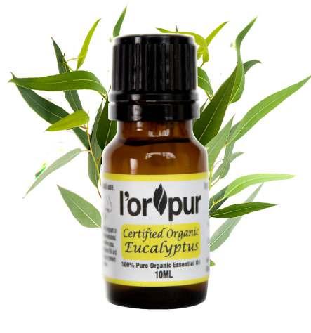 Organic Eucalyptus Essential Oil U s e s & B e n e f i t s Eucalyptus (official name: Eucalyptus Globulus) is a flowering tree that is native to Australia, but is commonly cultivated in tropical and