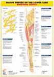 CHARTS Anatomy of The Ankle Joint & Foot M6027-10.