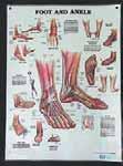 99 Laminated This Chart provides clear information about the anatomy and major nerves of the Lower Limb on the anterior aspect showing which muscles each major
