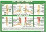 99 Laminated This Chart provides clear information about the anatomy and major nerves of the Lower Limb on the posterior aspect showing which muscles each major