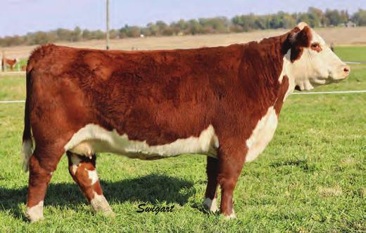 Efficient made with the capacity and power to raise herd bulls and the look to produce fancy females.