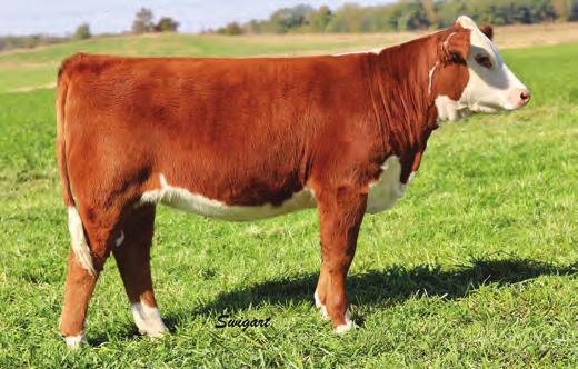 Cows Calves Cows Calves Cows Calves Cows Calves Cows Lot 31A--AA Miss Achiever 887 31 AA Maxine 5104 Cow HRD Cinderella 5142 Cow P43621091 CALVED: APR 8, 2015 TATTOO: RE-5104 SHF RIB EYE M326 R117