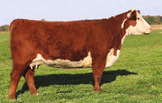 Pasture Exposed to Grassy Run Super Sport 5032 from 4/14/2018-10/15/2018. LOT 31A--AA Miss Achiever 887, P43955150, born 3-9-18, tattoo RE-887, sired by BAR-H ACHIEVER 22W.