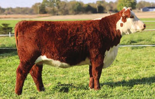 THUNDER 7184 STAR SS THUNDER LT 62J SSF KEYSHA 949-2.8 3.1 48 80 0.9 25 49-0.3-0.005 0.50 0.05 387 448 101 Moderate, stout and functional. This 320 bred heifer is built to make you money.