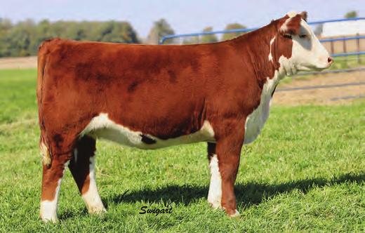 WRANGLER 19D AA IMPERIAL LADY 2119 4.5 2.0 41 68 0.4 20 41 2.1 0.000 0.37 0.07 313 367 101 Tremendous Super Sport daughter backed by our Wideload cow family.