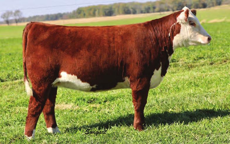 s s s s s s s s Lot 8--AA AD Miss Launch 809 8 AA AD Miss Launch 809 9 AA Catie 820 P43944318 CALVED: JAN 9, 2018 TATTOO: RE-809 P43945178 CALVED: JAN 17, 2018 TATTOO: RE-820 CRR 719 CATAPULT 109 TH