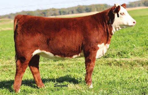This heifer is moderate and efficient in her kind with & pedigree to ensure productivity after her show career.