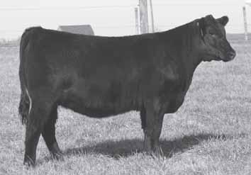 Open Heifers 25 - Duchess D137 25a - Ruth S S D156 A great duo backed by a country renown breeding program as their dams were both from Stewart Angus.