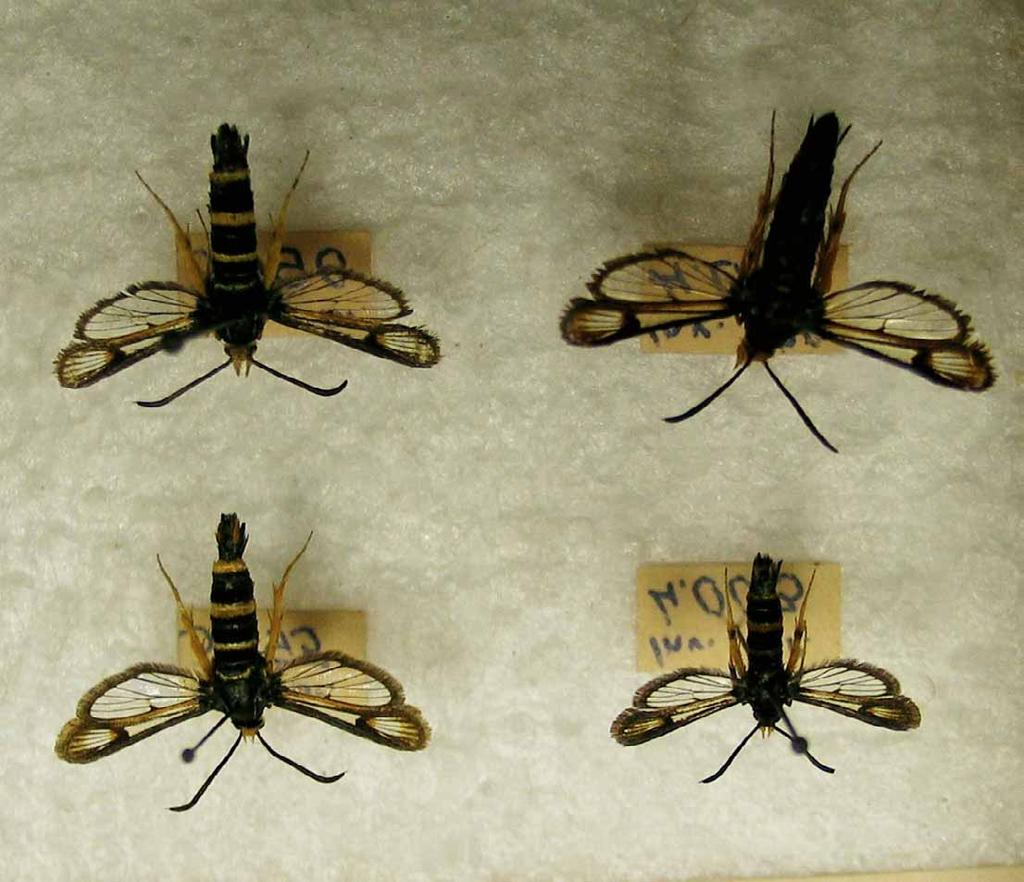 384 Predovnik, @.: A revision of clearwing moths in the collections of the CNHM in Zagreb and... Fig. 1.