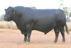 7 55% We purchased this dam of this bull from the Banquet female sale, for her huge capacity and softness. Her Kingdom son was one of the top selling bulls last year. Brother sells at Lot 55.