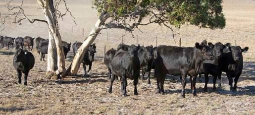Keringa Pleasure M137 P bull calf by S