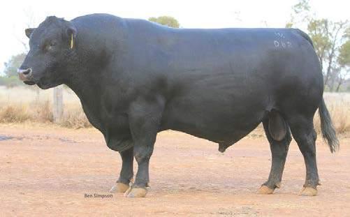 REFERENCE SIRES Ref Sire PATHFINDER GOLDMARK D189 PV SMPD189 DOB: 11/03/2008 Tattoo: M IN SQUARE D189 (T&F) AMF NHFU CAFU DDF G A R PRECISION 1680 VERMILION DATELINE 7078 C A FUTURE DIRECTION 5321