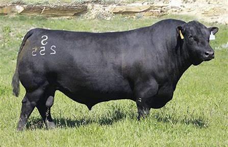 Australian bull purchased in 2016.