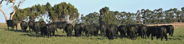Welcome to the Keringa Angus Inaugural Sale Firstly, for those new to our operation, a brief history. A fourth-generation mixed farming family operation.