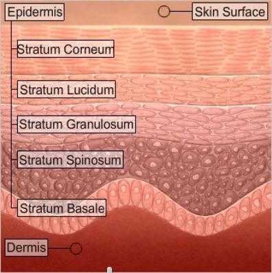 The dermis, or innermost layer of the skin, is composed primarily of connective tissue.