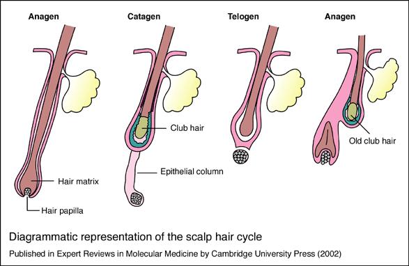 Hair Cycle * Anagan: the hair grow actively.