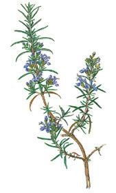 Alpine herbs