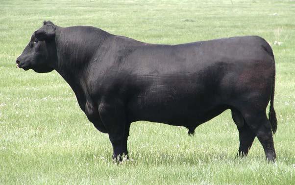 REFERENCE SIRES ANGUS REF.
