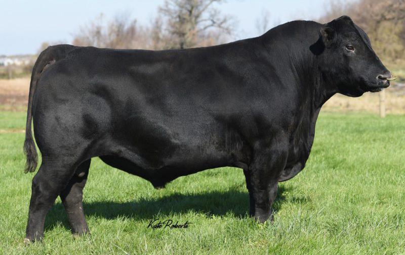 Niobrara is safe for heifers and his offspring have good temperaments. CONNEALY CAPITALIST 0823 REF.
