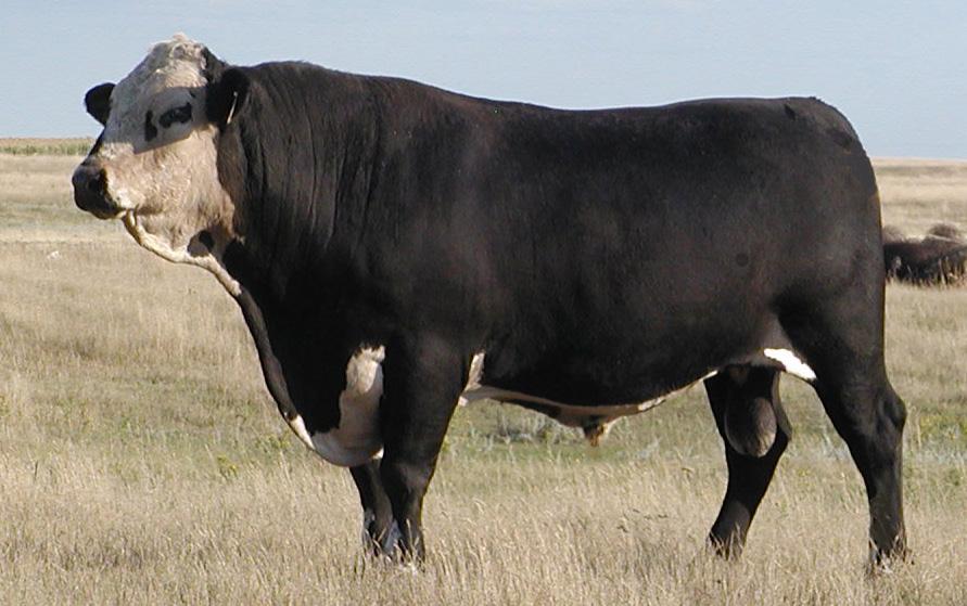 REFERENCE SIRES BLACK HEREFORD REF.