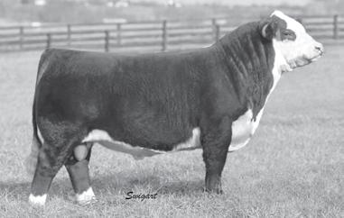 A nice deep sharp looking, gentle heifer that we did 2 IVF Flushes on in December 2018. These lots are very exciting to offer for sale. Class winner 2018 Jr.
