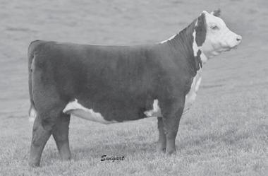 WILDCAT ENERGY BABY 801 ET Collected and stored at Midwest DAM OF LOTS 33A AND 33B EMBRYOS Embryo Transfer, Osceola, WI Consigned by Kruse Polled Herefords, Harris, MN 33A Embryo CRR ABOUT TIME 743