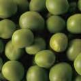 thoroughly. Olive extractive---supplying moisture to leave hair smooth and easier to comb.