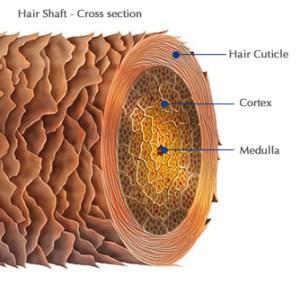 anatomy Hair consists mostly of a protein called a-keratin.