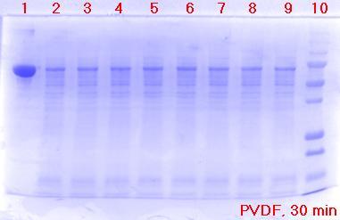 After electrophoresis, the gel after transfer and the PVDF membrane were stained by