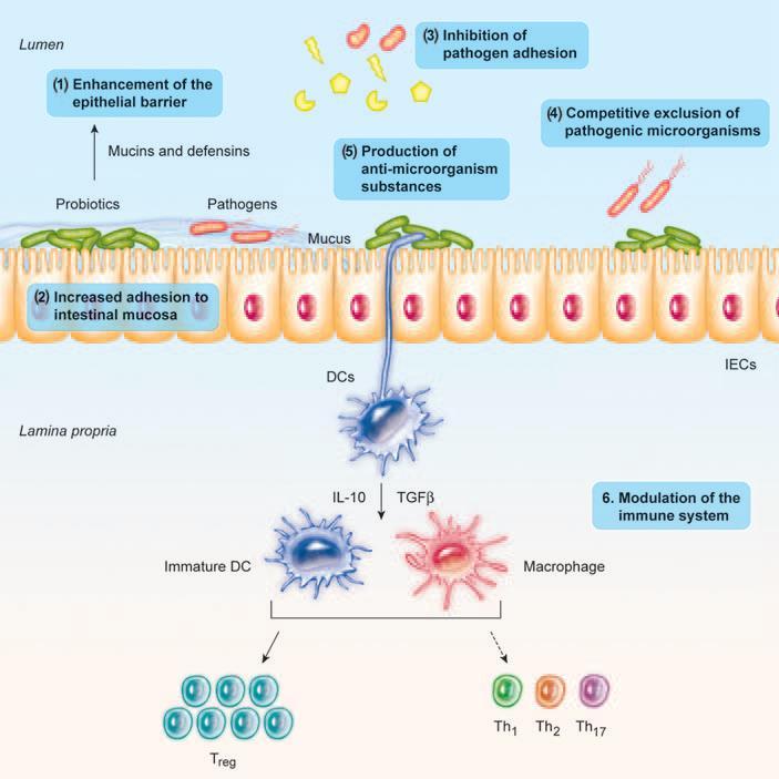 HUMAN MICROBIOTA FUNCTION Skin Commensals act as Immunomodulators Educate Prime Adaptive Immunity Tune local cytokine production Educate adaptive immunity Influence regulatory T-cells Enhance host