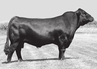 STABILIZER REFERENCE SIRES CNS DREAM ON L186 (P) (BL) (ET) (MBR) (ET) Birth Date: 21/11/2001 Ident: ZSIIMUPW186 Grade: MBR Sex: M Colour: Other Tattoo: IMUPW186 Gen.