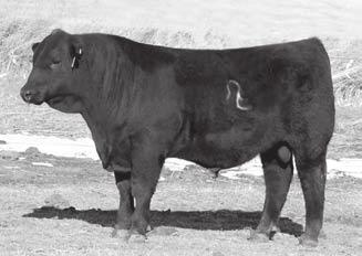 STABILIZER REFERENCE SIRES Dam: PLUS-171P (MBR) February 2014 Angus Australia BREEDPLAN -- -- -- +1.