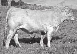 CHAROLAIS REFERENCE SIRES WELCOME SWALLOW EASY GAIN F508 (AI) (ET) (P) Birth Date: 07/09/2010 Ident: CMA F508E Tattoo: Sex: M Colour: White LT UNLIMITED EASE 9108 Sire: LT EASY PRO 1158 PLD LT LADY
