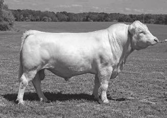 His progeny on these sale cows are some of the best. Note: Dam is the famous B78, who is selling as Lot 75 in this Sale.