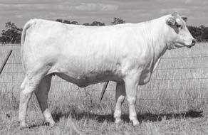 EMBRYO and SEMEN LOTS Embryo Donor Dam H372 H372 is the #1 Ranked Animal on the whole data base Embryo Sire, VPI Free Lunch 110 2 EMBRYOS Flush Date: 9/01/2014 Sire: Free Lunch Dam: TOLH372E Grade: A