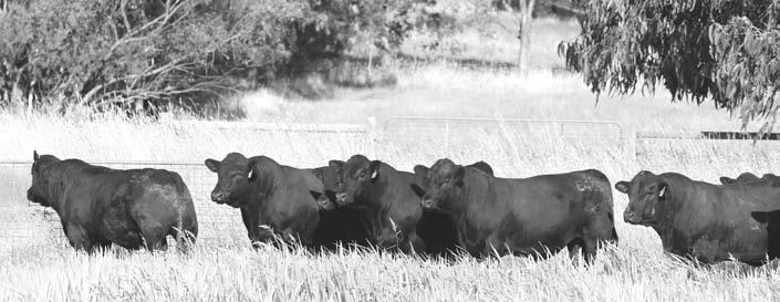 How Paringa Can Guarantee a Great Product Data - Breed Right All calves weighed at birth are within a tight contemporary group.