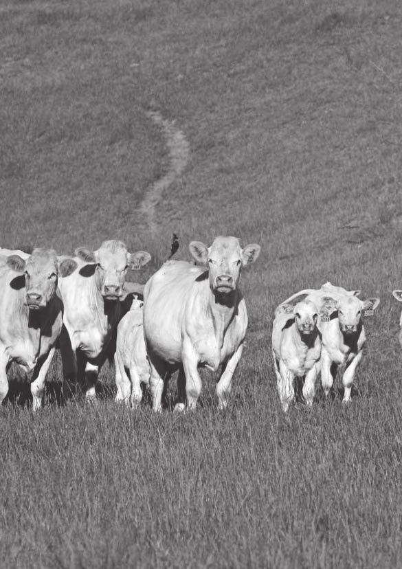 PARINGA - JOHNES & PESTIVIRUS FREE Paringa Livestock takes a modern approach to assuring the quality of cattle produced.