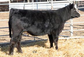 J12 had made several good daughters, including two that sold through this sale. This one is stout, powerful and right towards the top.