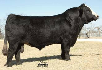 IN THE HEARTLAND REFERENCE SIRES SVF/NJC Built Right N48 #2225381 Pld PB SM BD: 11-4-03 x NJC Ebony Antoinette 8-0.7 29 49 10 14 28 17-7.3.04.12.03.01 101 62 Owned by: Janssen Farms, Sunset View Farms, Windrose Farms.