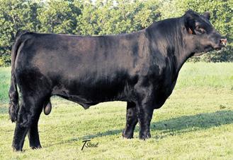 24 123 73 Owned by Gonsior Simmentals, Thompson Breeding Stock and the Shock and Awe Group Gonsior/JZ Ebonys Shock #2467501 Pld PB SM BD: 9-23-06 x SVF/NJC Love Me Tender P43 8-0.