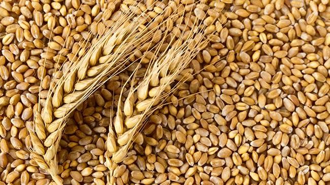 AC Foaming Wheat PF Wheat proteins are comprised of four different fractions: Albumin Globulin Gliadin Glutenin These proteins have elastic and