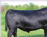 21 +37.41 +47.65 +43.09 +4.56 +117.92 Calving interval of 369 days on 5 calves with a WR 5@108, making her a pathfinder cow. Sells with a PVF Insight heifer calf, born on 2/23/19, birth weight 80 lbs.