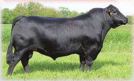 53 +9 +27-4.76 +.017 +42.99 +23.31 +19.84 +17.64 +2.20 +76.37 364 day interval on 5 calves. Sells with a PVF Insight bull calf, born on 3/02/19, birth weight 83 lbs.