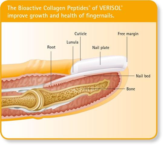 Collagen peptides are short-chain protein building blocks derived from the enzymatic hydrolysis of native collagen. In this process, the collagen is cut to obtain a specific bioactive peptide profile.