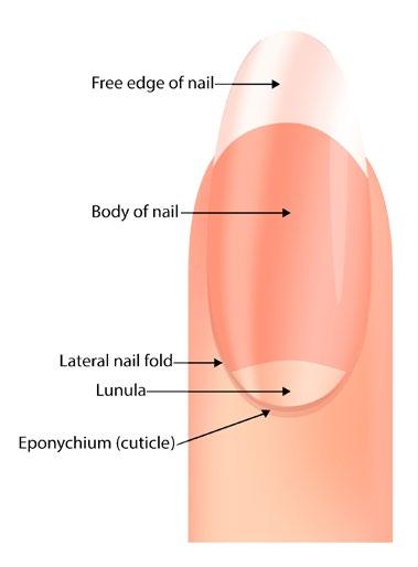 Results To evaluate the impact of VERISOL on the symptoms of brittle nail syndrome as well as the frequency of cracked or chipped nails and nail growth patients were assessed immediately before