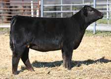 Prairie View in Illinois. This Proven Queen cow stems from the Dameron Proven Queen 010 that has produced multiple sale toppers and national champions. D $EN +0 +2.2 +41 +61 +18 +18.45 RE Fat +16 -.
